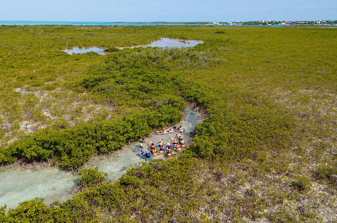 2 Hours Clear Kayaking Activity on Mangrove Cay - Price and what you receive for $125