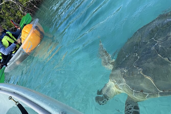 3hr Clear Kayak Tour of Mangroves, Marine Life and Iguanas - The beach stop and endangered Rock Iguanas