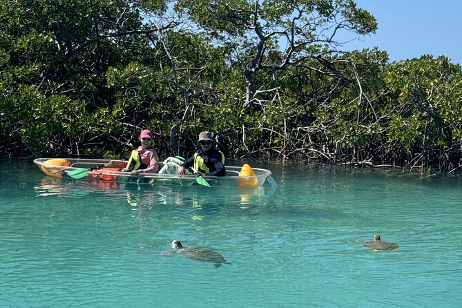 3hr Clear Kayak Tour of Mangroves, Marine Life and Iguanas - Is $134.40 a fair price?