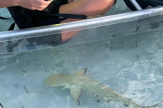 3hr Clear Kayak Tour of Mangroves, Marine Life and Iguanas - Paddling through Mangrove Cay