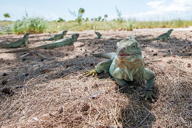 3HR Emerald reef snorkeling, iguana island and shipwreck tour - What the three-hour schedule really means