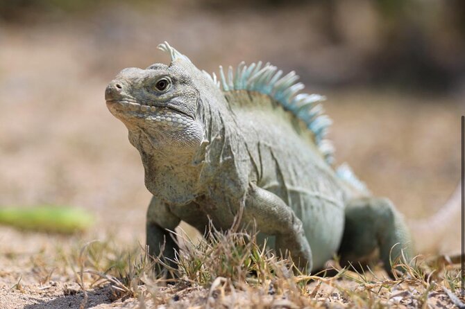 3HR Emerald reef snorkeling, iguana island and shipwreck tour - Cancellation and weather details