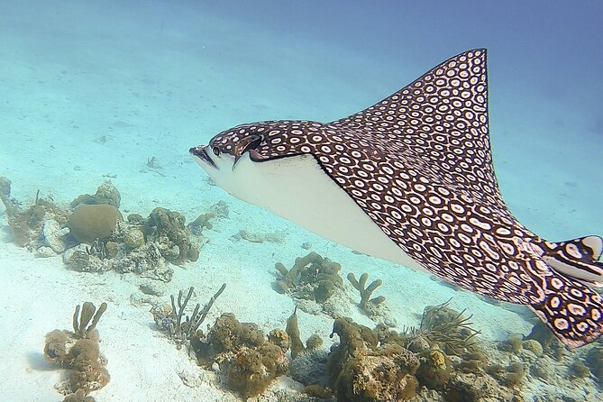 4 Hour Private Catamaran Sail and Snorkel from Grace Bay Beach, Providenciales - Weather, timing, and what to bring