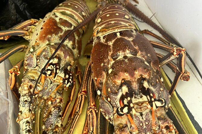 4HR-Halfday Private Fishing Tour in Gracebay - The fish you may be targeting