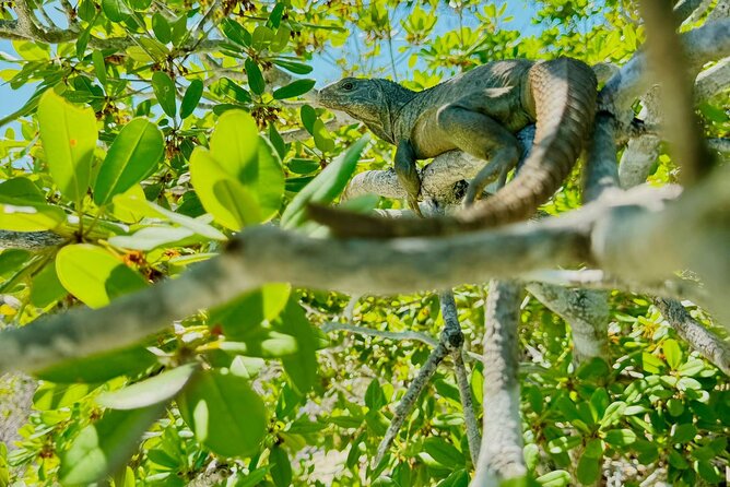 4HR Private Half-day Boat in Gracebay - Iguana Island and the smaller cays
