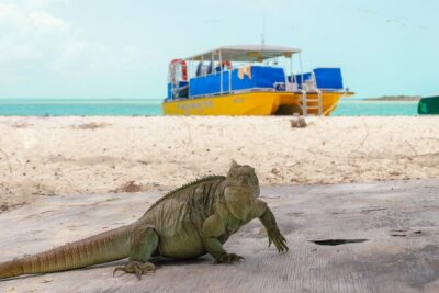 Afternoon Half Day Cruise from Providenciales with Snorkeling and Iguana Island