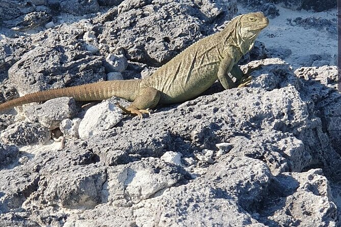 Clear Bottom Kayaks Mangrove and Iguana Tour - Key points to know before you book