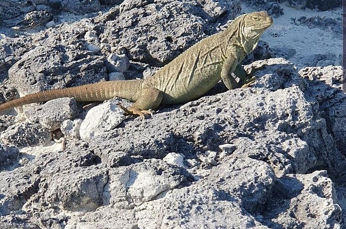 Clear Bottom Kayaks Mangrove and Iguana Tour - Who will enjoy this Providenciales kayak tour