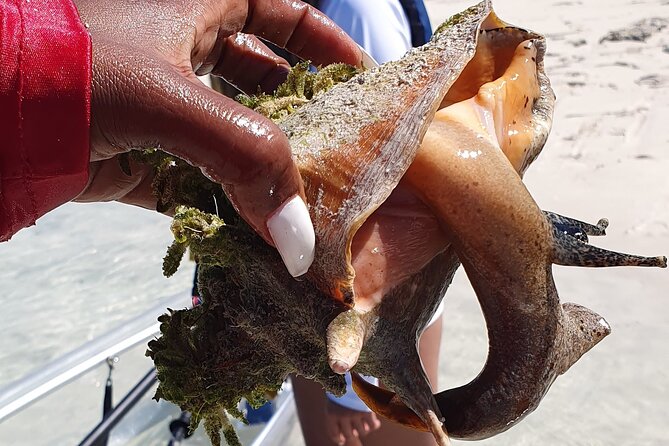 Clear Bottom Kayaks Mangrove Tour - Key things to know before you book