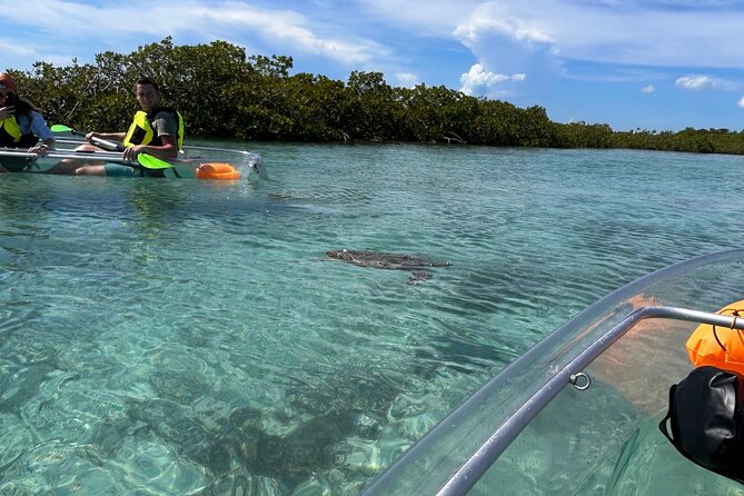 Clear Kayak Eco Tour Explore Mangroves and Meet the Turtles - The guides are a major part of the value
