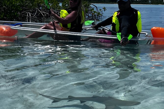 Clear Kayak Eco Tour Explore Mangroves and Meet the Turtles - Timing matters more than you might expect
