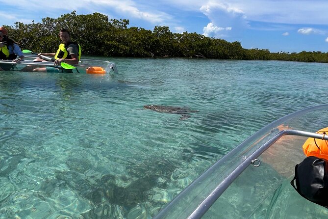 Clear Kayak Eco Tour Explore Mangroves and Meet the Turtles - Turtles, sharks, conch, and more
