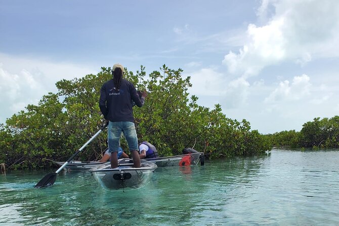 Clear Kayak Mangrove Eco Tour - Half Moon Bay and the red mangrove estuaries