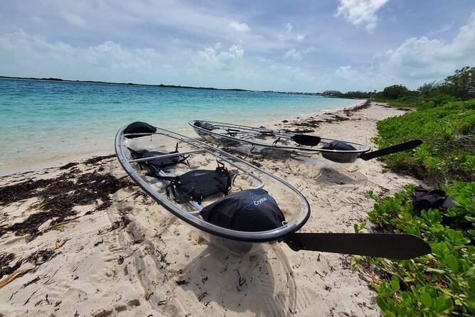 Clear Kayak Mangrove Eco Tour - What you can see below the kayak