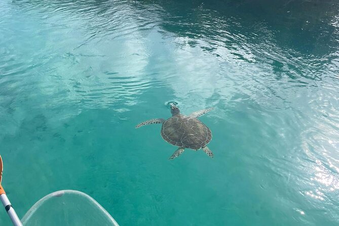 Clear Kayak Tour in Turks & Caicos Islands - The wildlife you may see below the boat