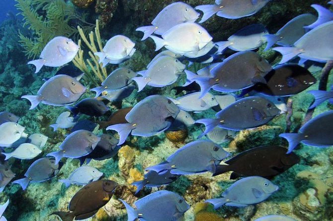 Exclusive Supreme Snorkeling Tour - A 30 to 35 minute ride toward Gibbs Cay