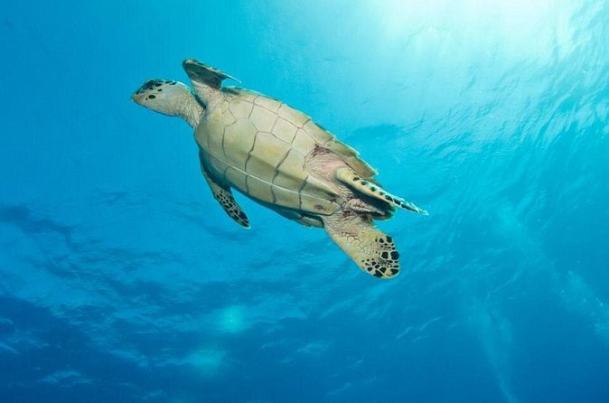 Exclusive Supreme Snorkeling Tour - Conch from sea to snack