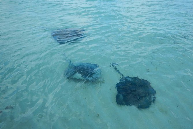 Exclusive Supreme Snorkeling Tour - What the three and a half hours really include