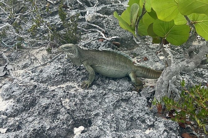 Full Day Private Charter Tour Turks and Caicos - Food, drinks, and the practical value of the package