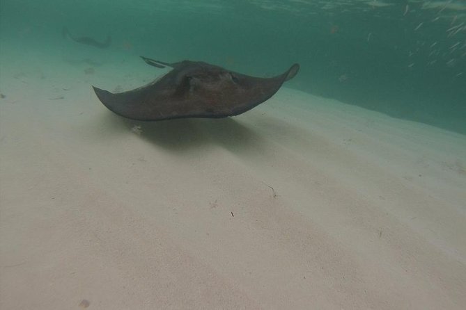 Gibbs Cay Stingray and Conch Dive Adventure - Should you book the Gibbs Cay Stingray and Conch Adventure?