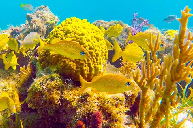 Grand Turk - Amazing Wall Snorkeling Tour - Key things to know before you book