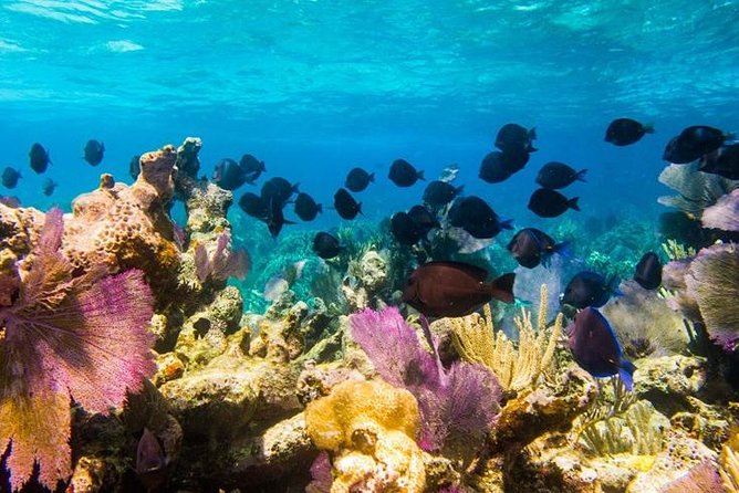 Grand Turk - Amazing Wall Snorkeling Tour - Why Grand Turk’s wall is worth seeing