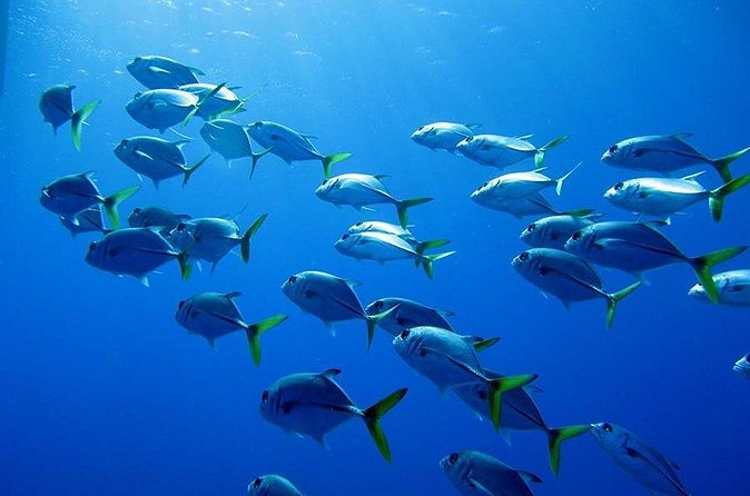 Grand Turk - Amazing Wall Snorkeling Tour - Fish, coral, and the blue drop-off