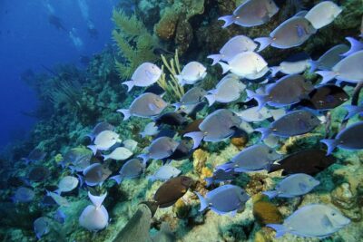 Amazing Wall Snorkeling Tour