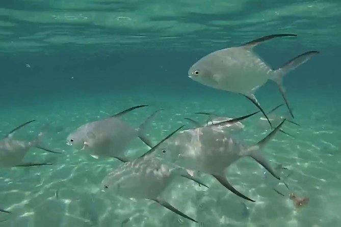 Grand Turk - Amazing Wall Snorkeling Tour - Optional conch, Gibbs Cay, and stingrays