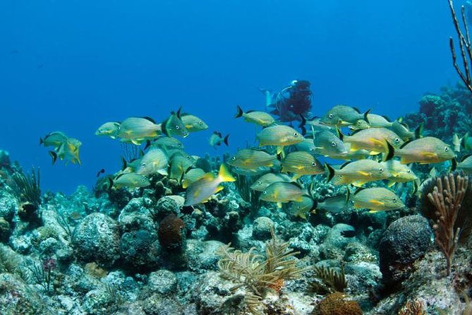 Grand Turk - Amazing Wall Snorkeling Tour - Who will enjoy this tour most