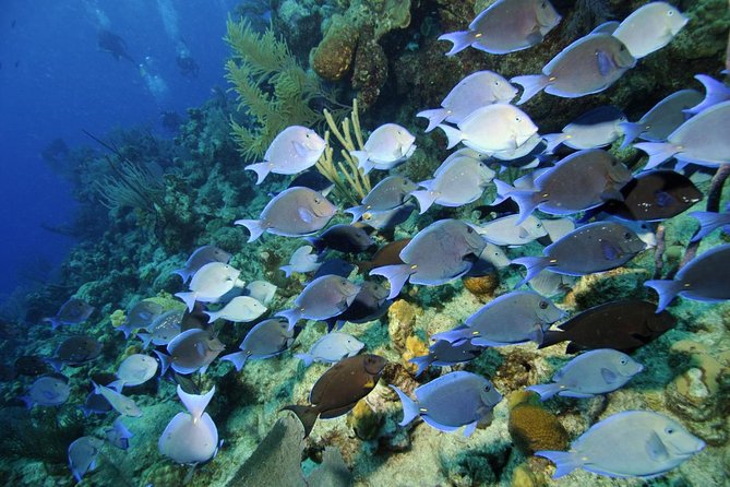 Grand Turk - Amazing Wall Snorkeling Tour - A short boat trip with a small-island feel
