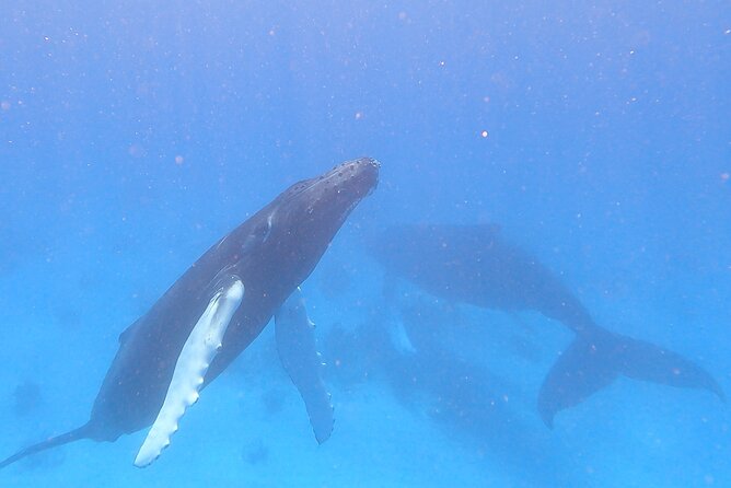 Grand Turk: Whale Watching - Why Grand Turk is a smart place to watch whales