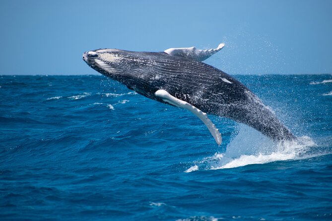 Grand Turk: Whale Watching - A boat designed for the whale search
