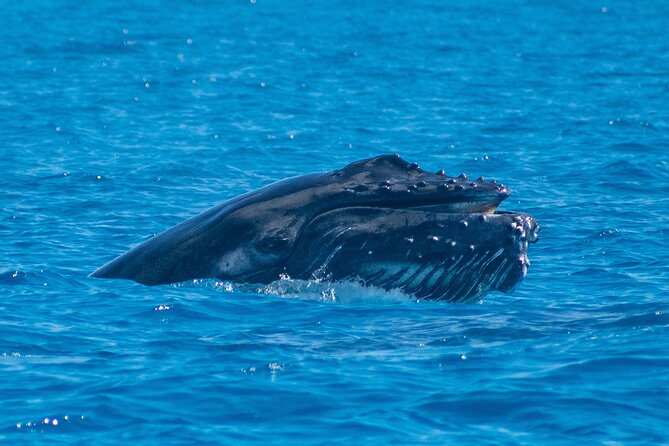 Grand Turk: Whale Watching - Looking for Atlantic humpbacks offshore