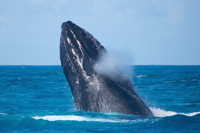 Grand Turk: Whale Watching - Hearing whales with the onboard hydrophone