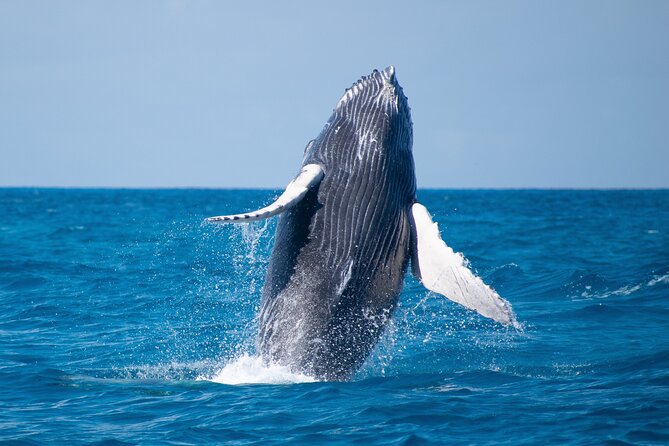 Grand Turk: Whale Watching - Who will enjoy this boat trip most