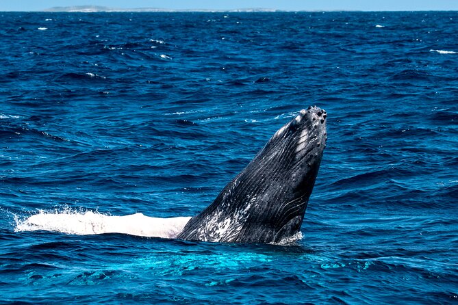 Grand Turk: Whale Watching - Boarding at Jack’s Shack Beach Bar & Grill