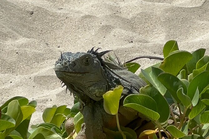 Half Day Private Sun and Snorkel exploring the Turks and Caicos - Food, drinks, and practical comfort