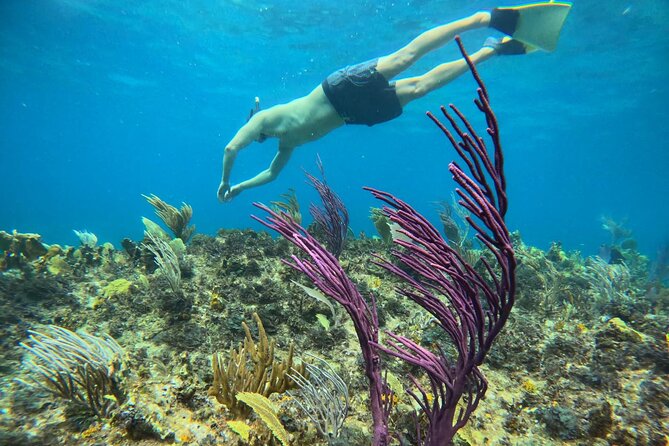 Half Day Snorkel from Providenciales with Visit to Half Moon Bay - Is $140 a good value?