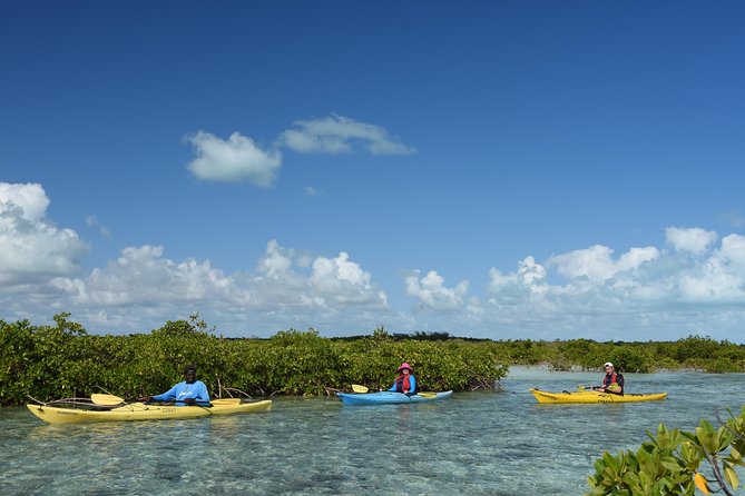 Kayak Eco Tour - Why the Providenciales mangroves are worth your time