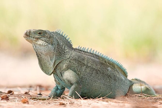 Mangrove Cay and Iguana Island Tours - Little Water Cay and the rock iguanas