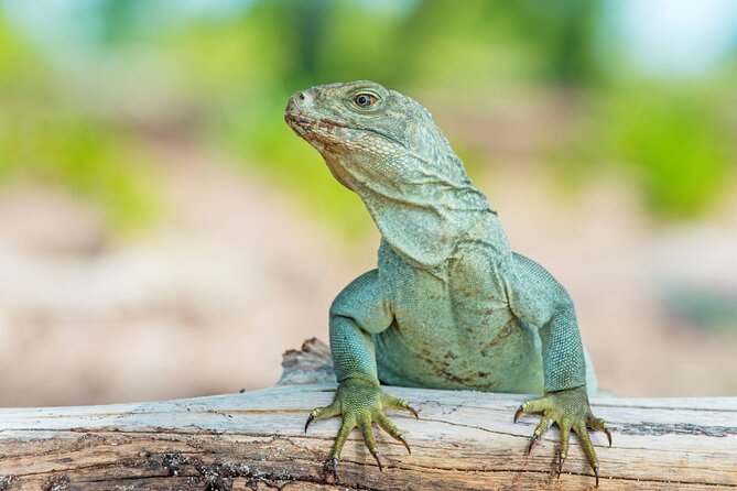 Mangrove Cay and Iguana Island Tours - Clear kayaks through Mangrove Cay