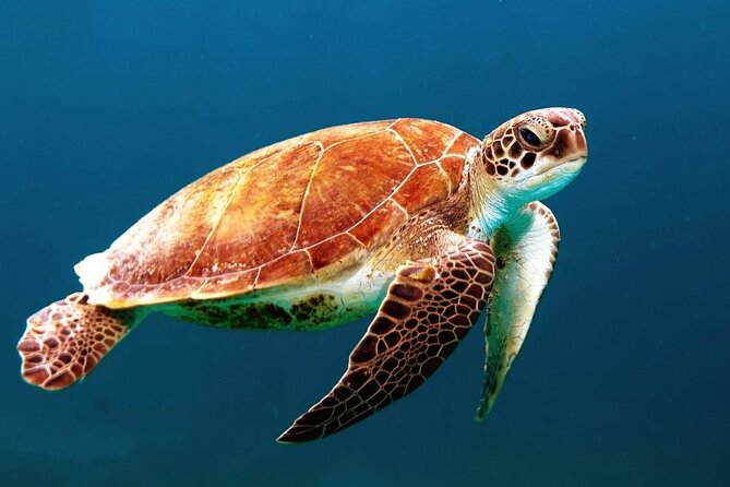 Mangrove Cay And Iguana Island Venture In Turks And Caicos Island - What the $145 price buys you