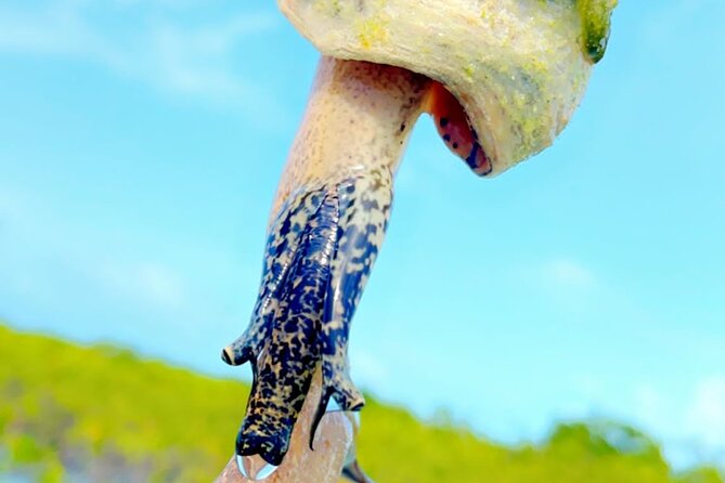 Mangrove Cay And Iguana Island Venture In Turks And Caicos Island - Heat, paddling, and what to bring