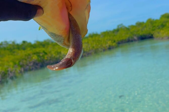 Mangrove Cay And Iguana Island Venture In Turks And Caicos Island - Inside the mangroves: turtles, sharks, and conch