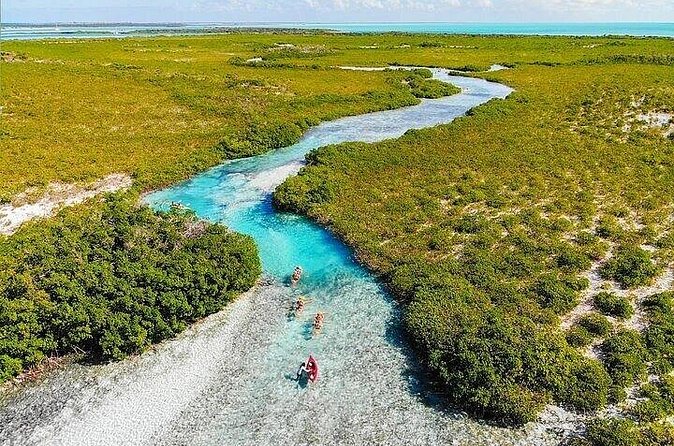 Mangrove Cay Tour - What low tide changes
