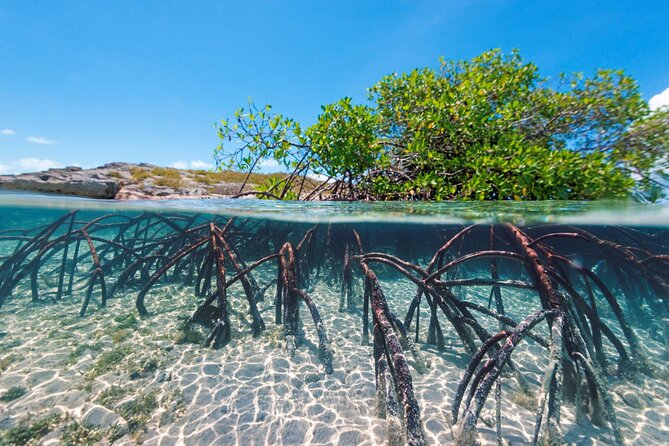 Mangrove Cay Tour - Who should book this tour
