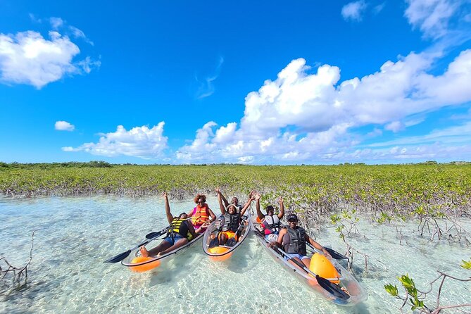 Mangrove Clear Kayak Tour - What you may see below the clear kayak