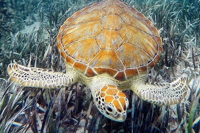 Mangrove Clear Kayak Tour - Guides can turn a pleasant paddle into a good nature lesson