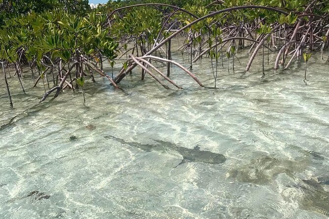 Mangrove Clear Kayak Tour - The boat tow makes the activity less strenuous